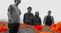 What? Rock bands can like flowers. Shut up.